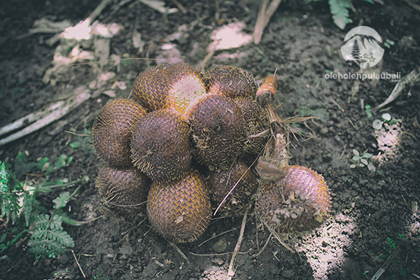 oleholehpulaubali.com - The salak fruit is ripe
